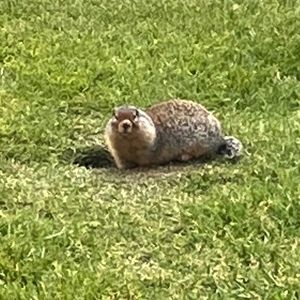 Meet your Posher, Penelope